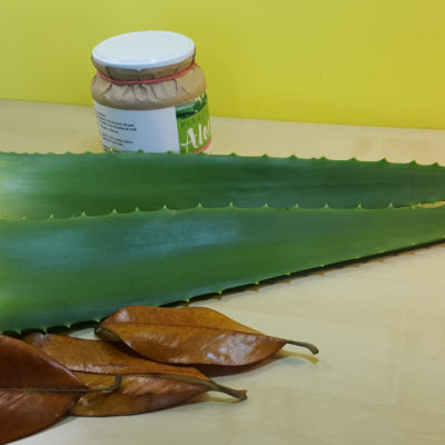 foglie di aloe arborescens miller