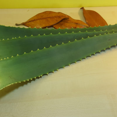 Foglie di Aloe Arborescens - vendita - Pianeta Aloe - vera